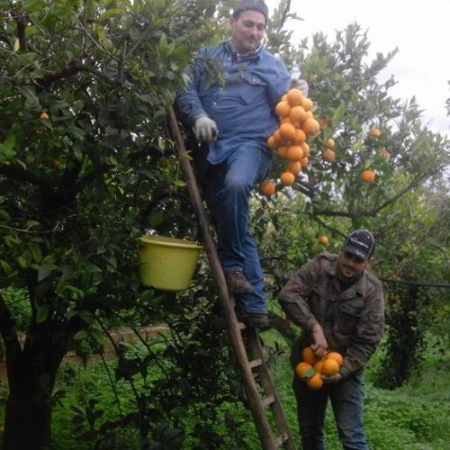Raccolta arance in cima